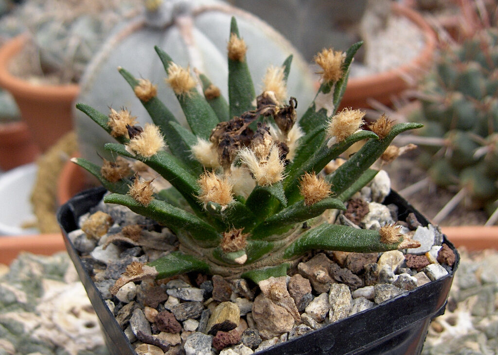 Ариокарпус (Ariocarpus) — внешний вид растения