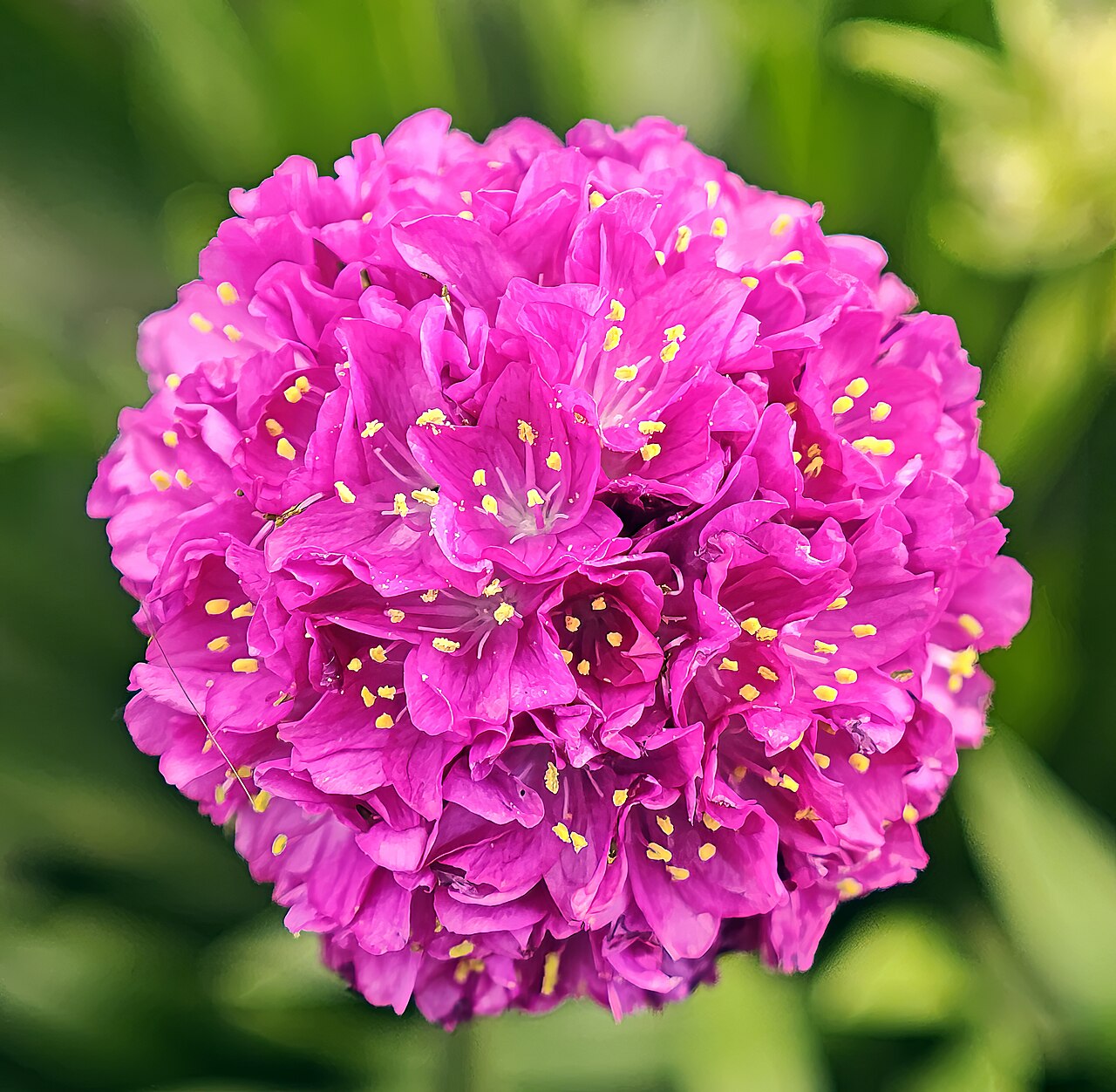 Армерия (Armeria maritima) — внешний вид растения