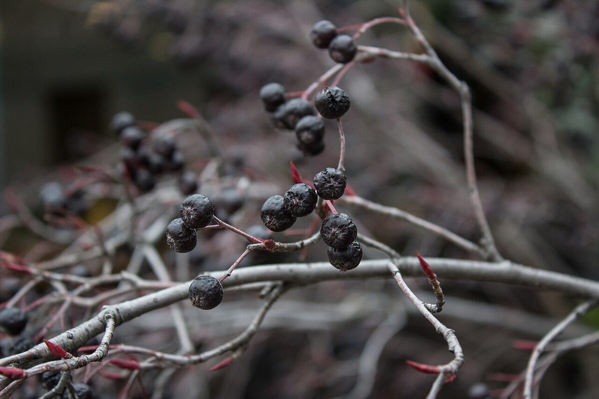 Арония (Aronia melanocarpa) — внешний вид растения