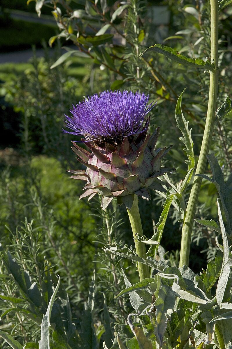 Артишок (Cynara scolymus) — внешний вид растения