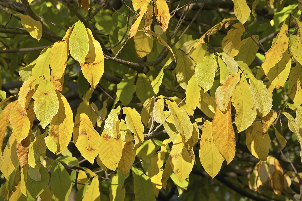 Азимина (Asimina triloba) — внешний вид растения