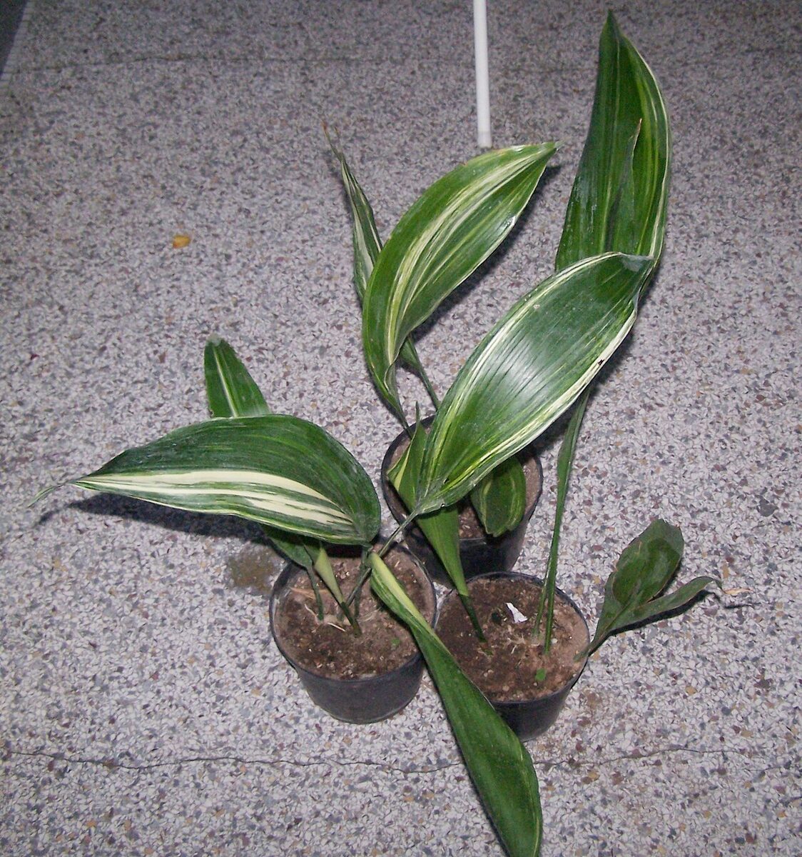 Аспидистра (Aspidistra elatior) — внешний вид растения
