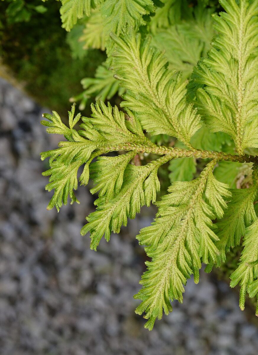 Асплениум (костенец) (Asplenium nidus) — внешний вид растения