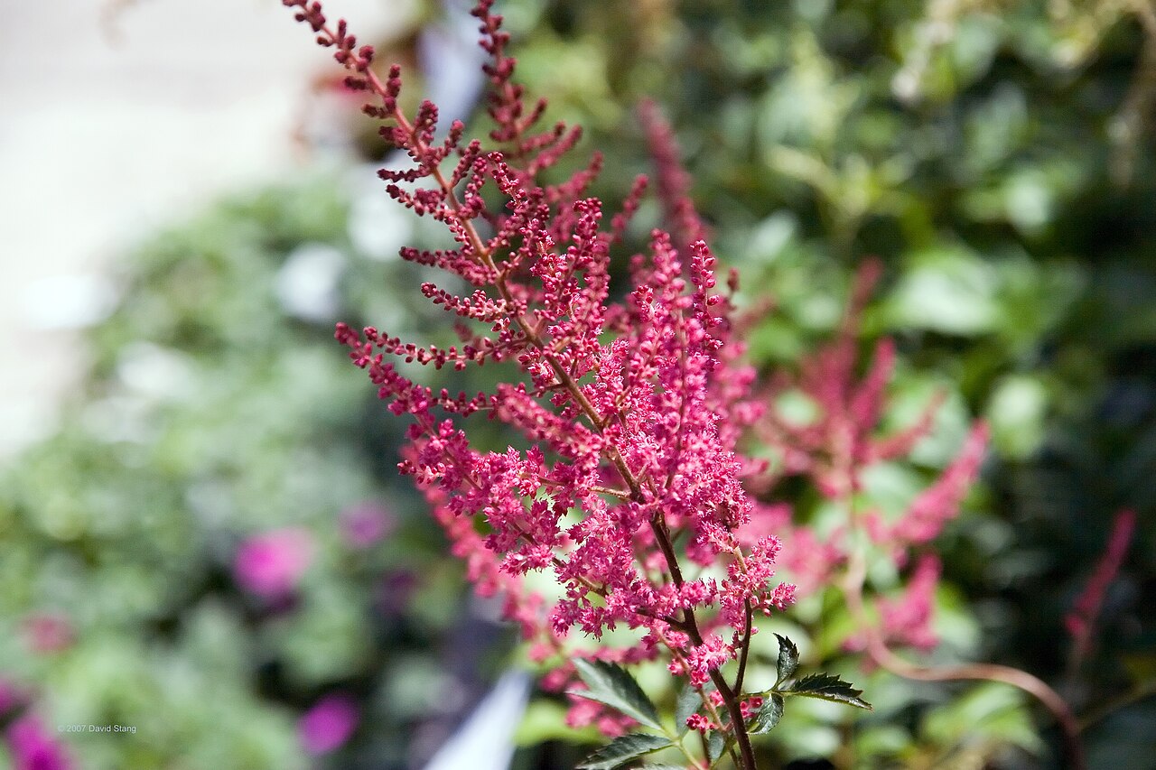 Астильба Фанал (Astilbe × arendsii 'Fanal') — узкая красная метёлка с тёмной перистой листвой