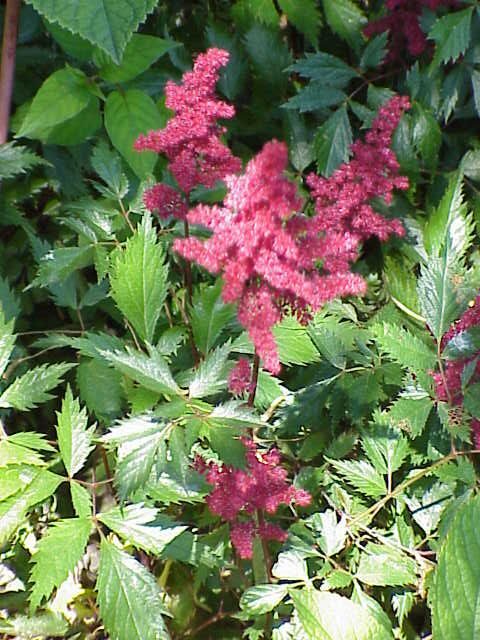 Астильба (Astilbe) — внешний вид растения
