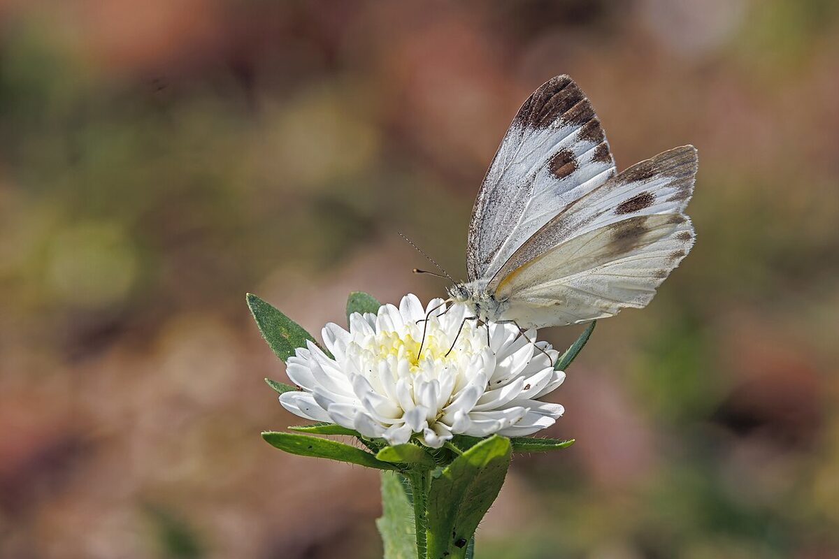 Астра (Callistephus chinensis) — внешний вид растения
