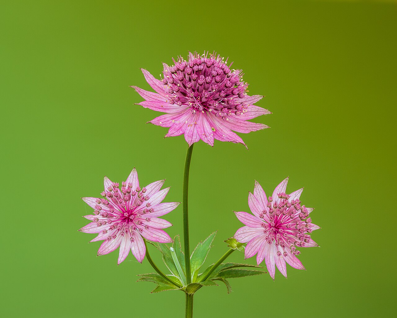Астранция (Astrantia major) — внешний вид растения