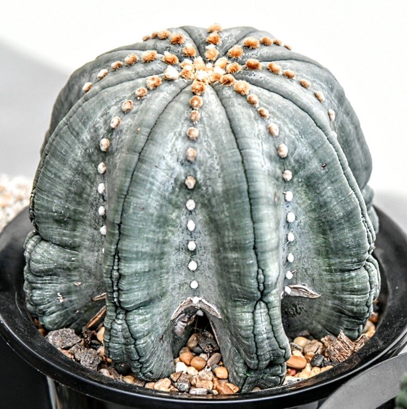 Астрофитум (Astrophytum) — внешний вид растения