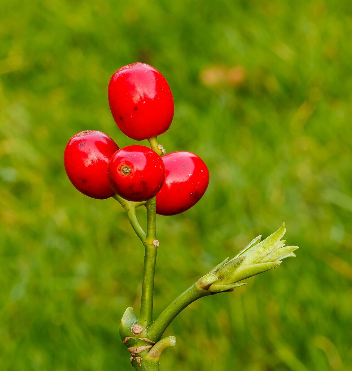 Аукуба (золотое дерево) (Aucuba japonica) — внешний вид растения