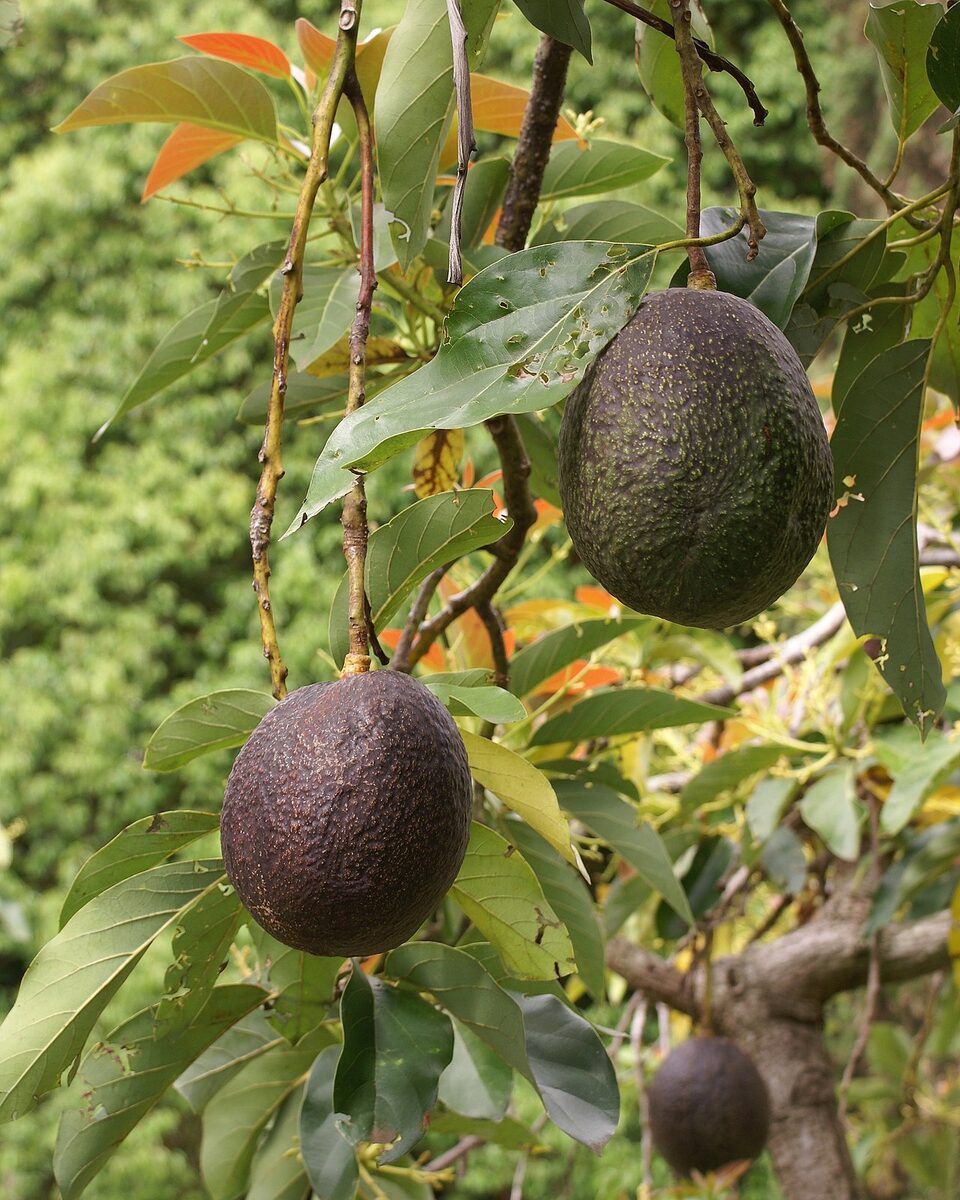 Авокадо (Persea americana) — внешний вид растения