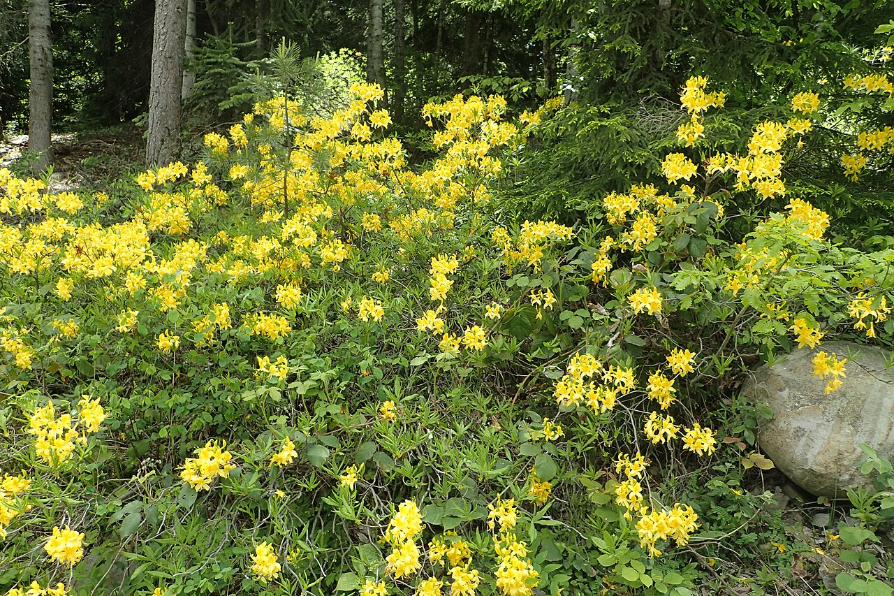 Азалия понтийская (Rhododendron luteum) в цвету — жёлтые соцветия на кустах под пологом леса