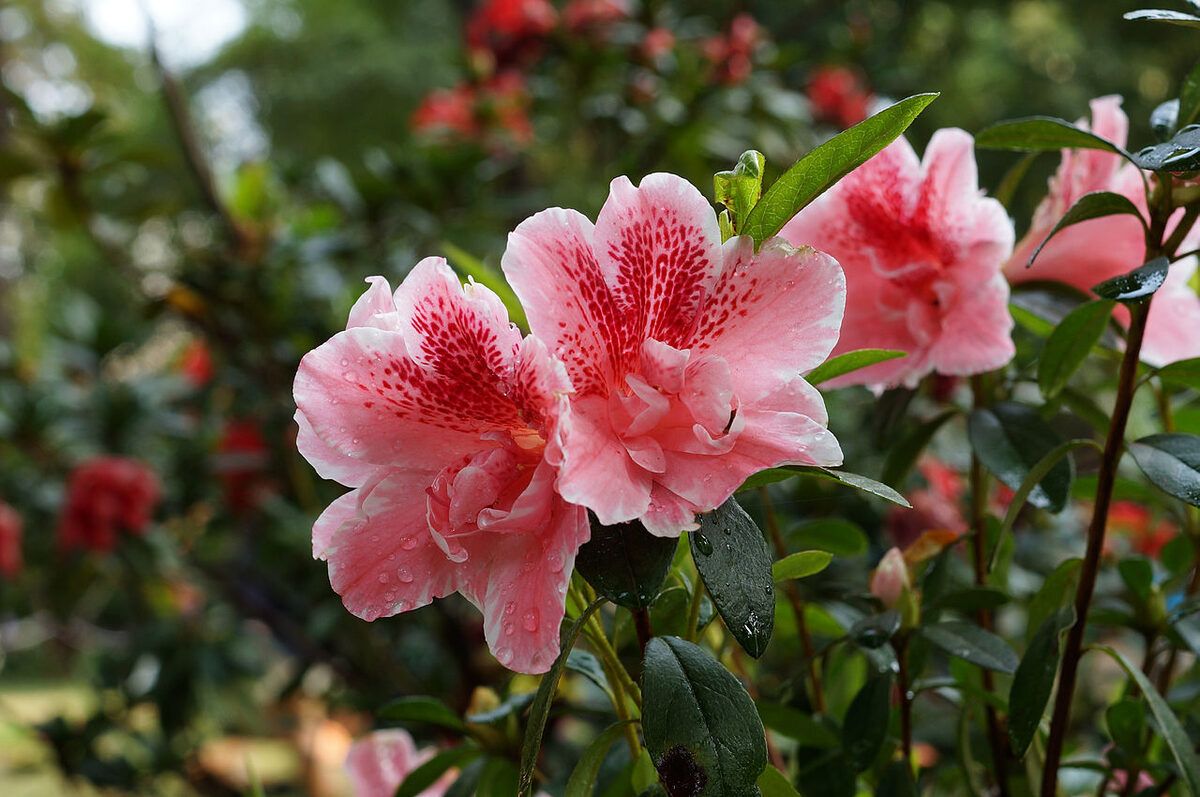 Азалия (Rhododendron simsii) — внешний вид растения
