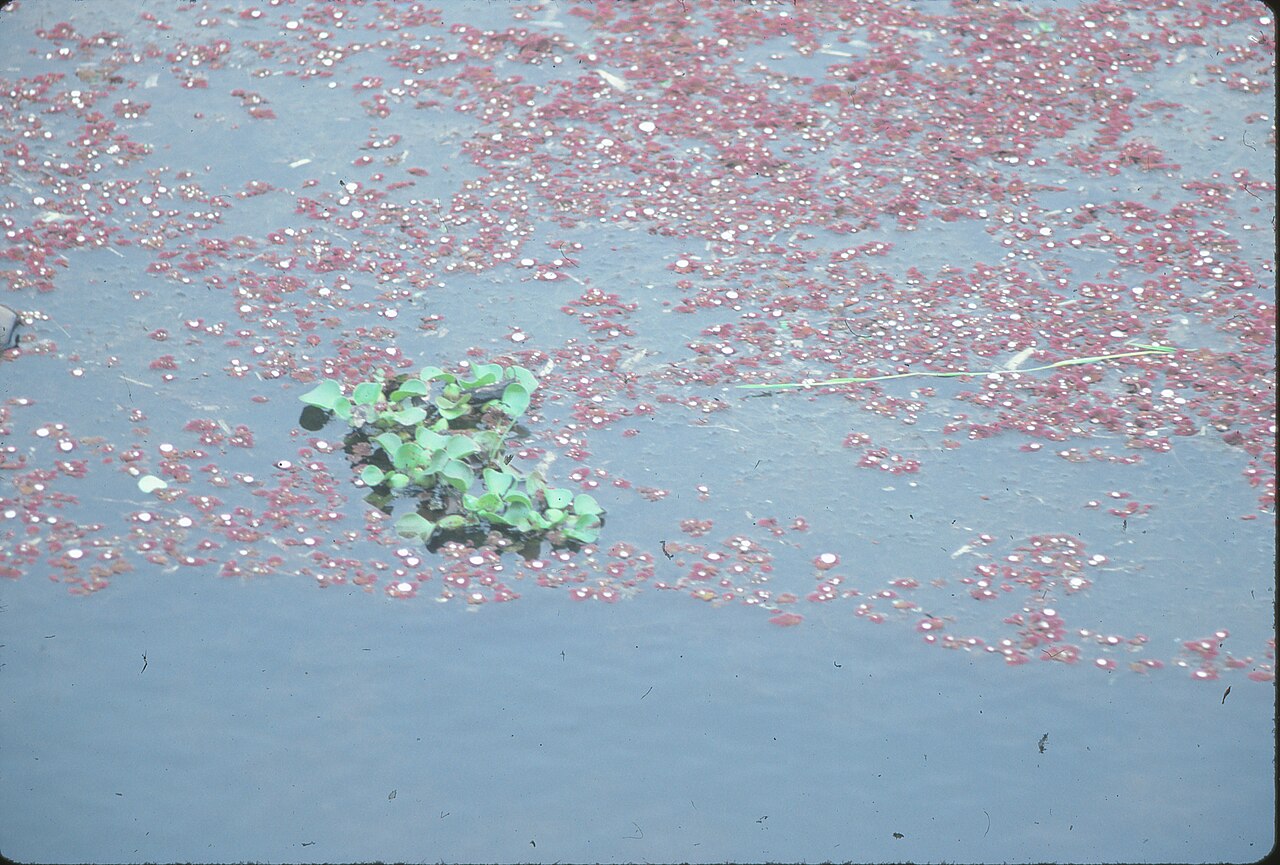 Азолла (Azolla) — внешний вид растения