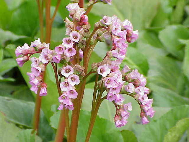 Бадан (Bergenia) — внешний вид растения