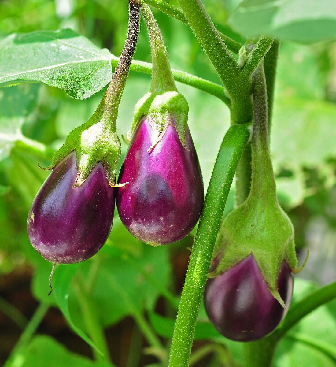 Баклажан (Solanum melongena) — внешний вид растения