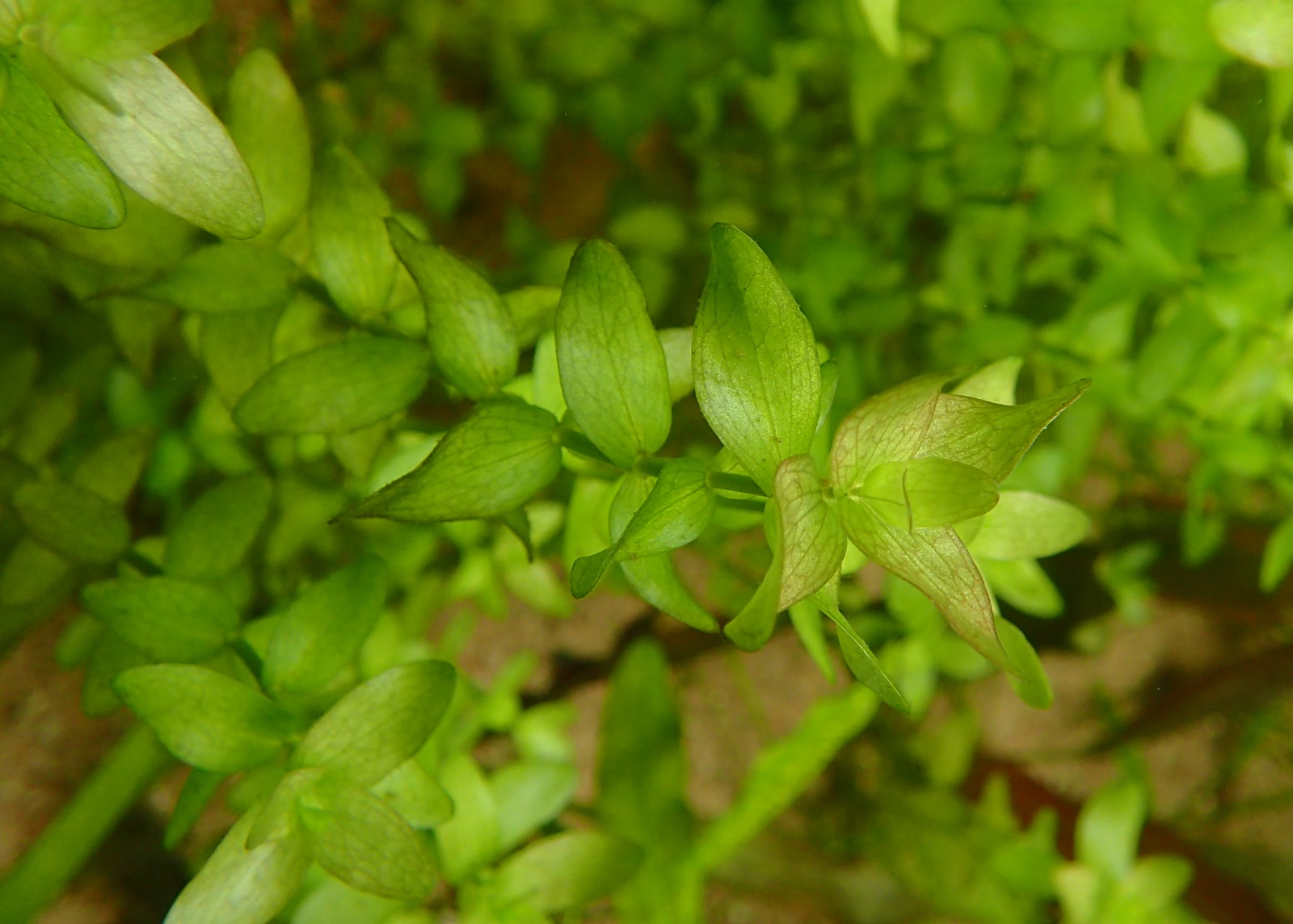 Бакопа каролинская (Bacopa caroliniana) — сочные округлые листья на мясистом стебле