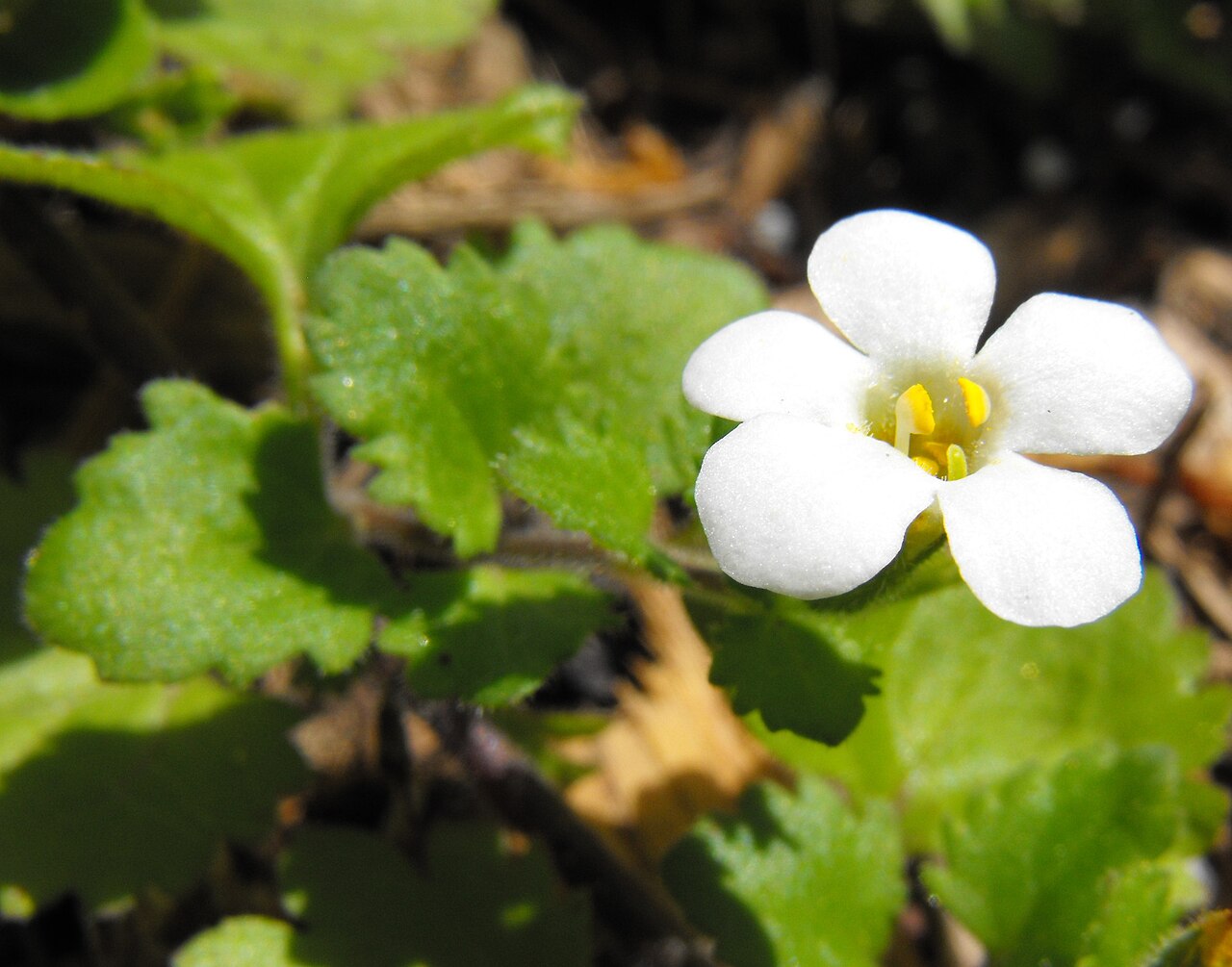 Бакопа (Sutera cordata) — внешний вид растения
