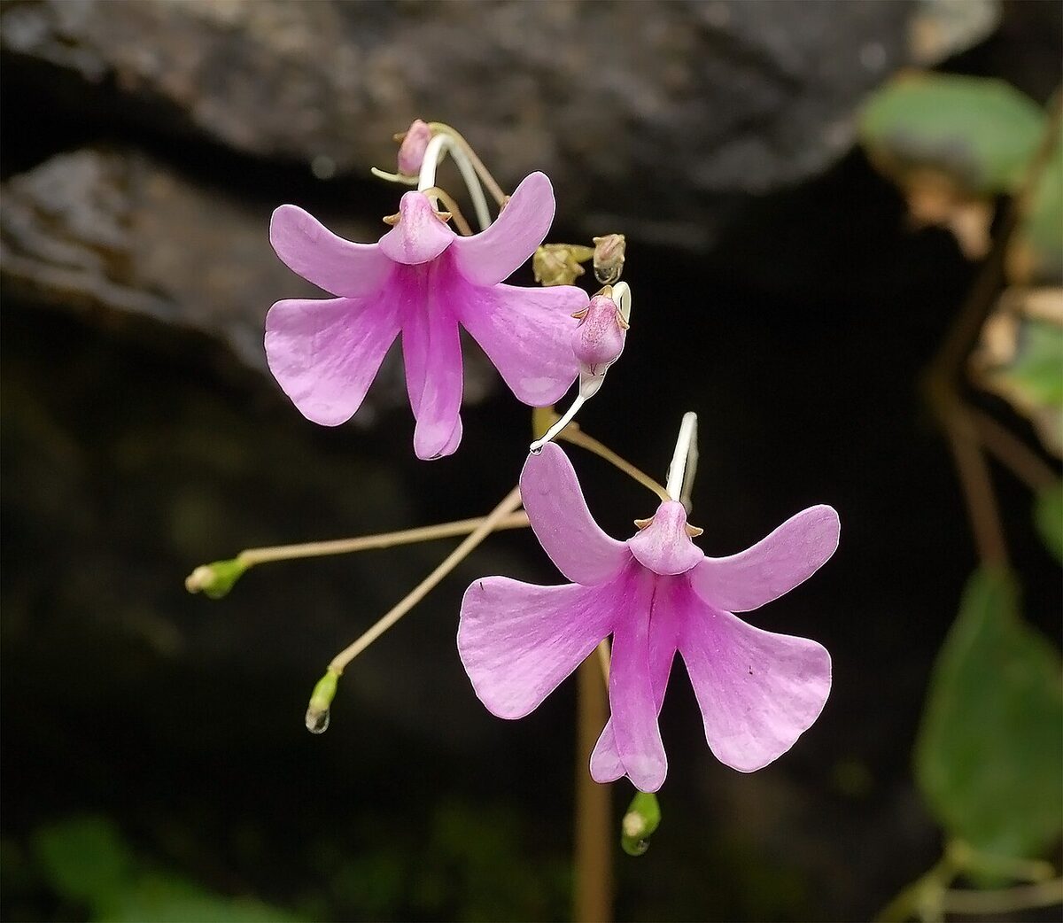 Бальзамин (Ванька мокрый) (Impatiens) — внешний вид растения
