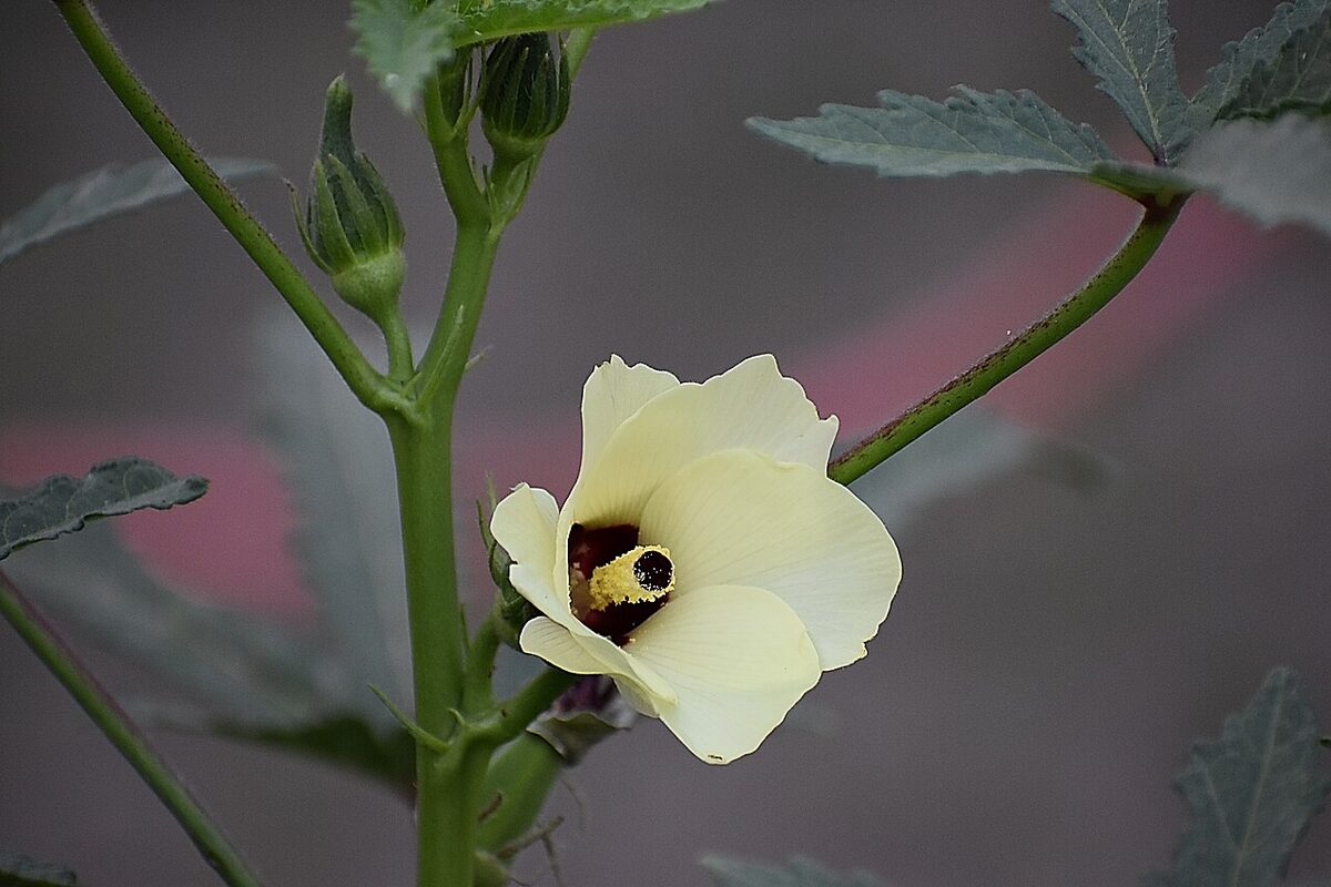 Бамия (Abelmoschus esculentus) — внешний вид растения