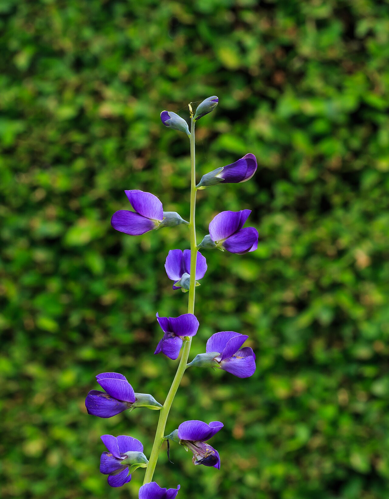 Баптизия (Baptisia) — внешний вид растения