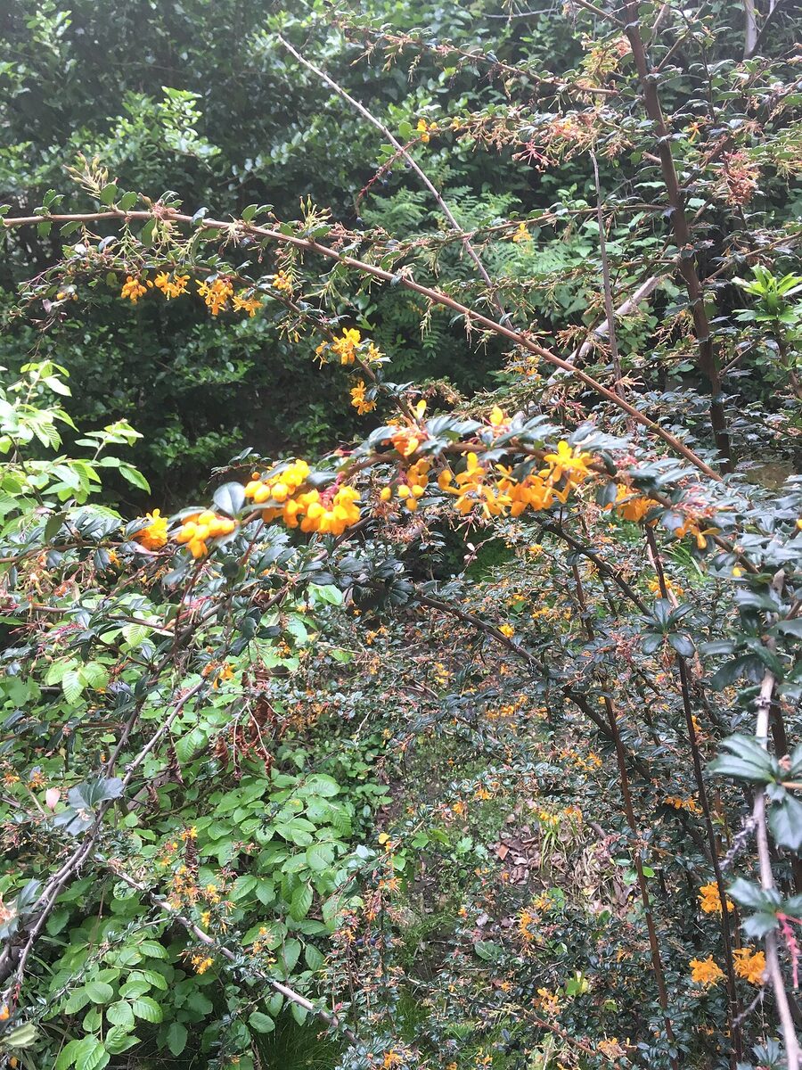 Барбарис (Berberis) — внешний вид растения