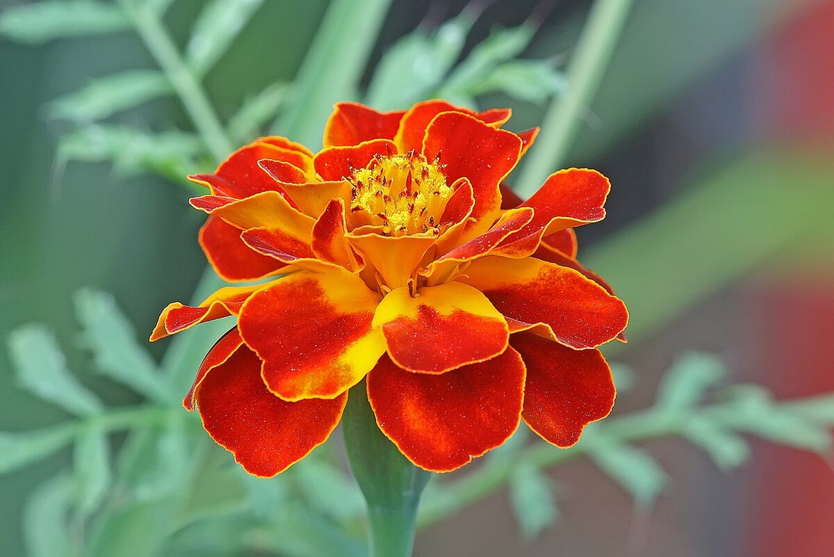 Бархатцы (Tagetes) — внешний вид растения