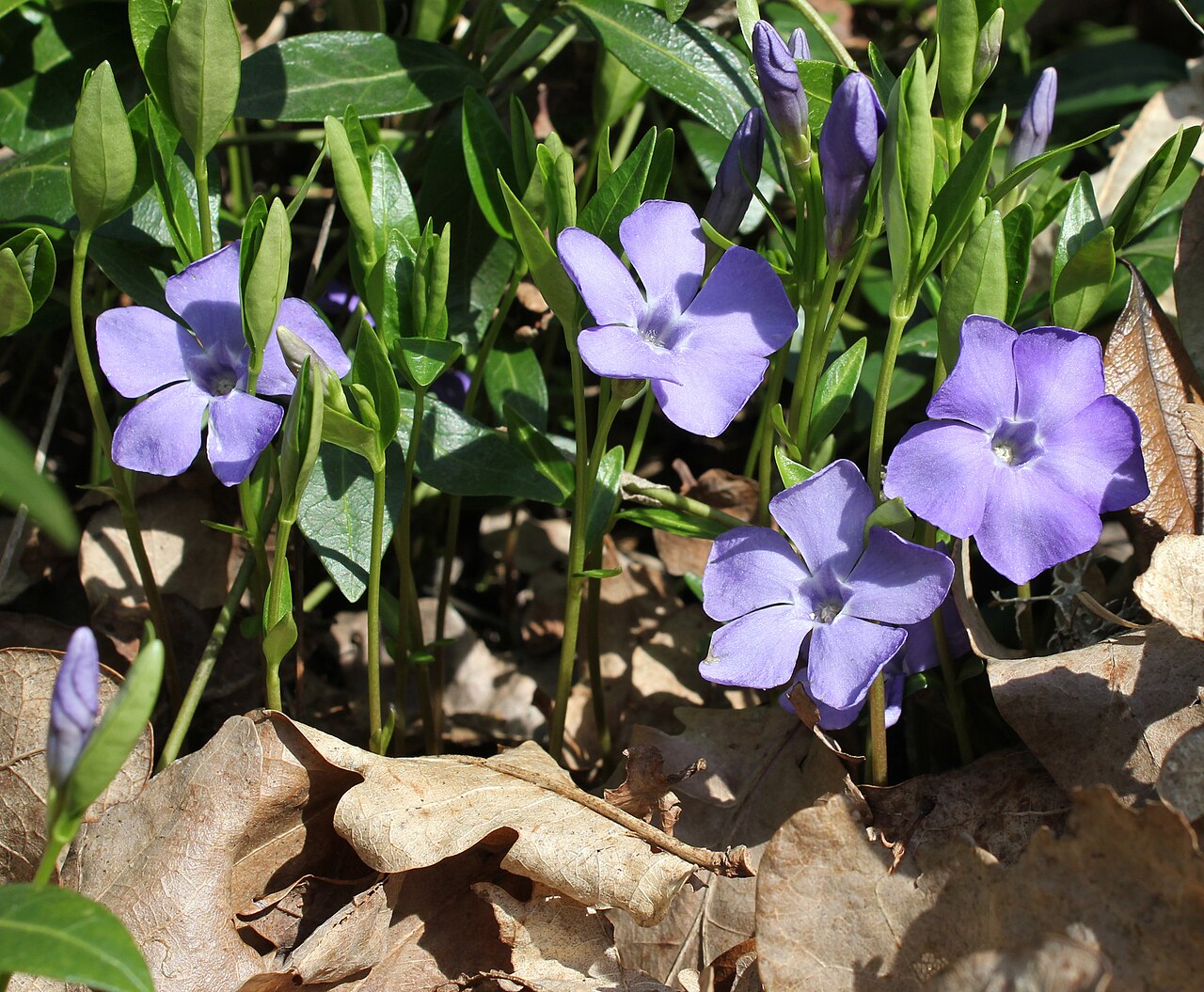 Барвинок (Vinca minor) — внешний вид растения