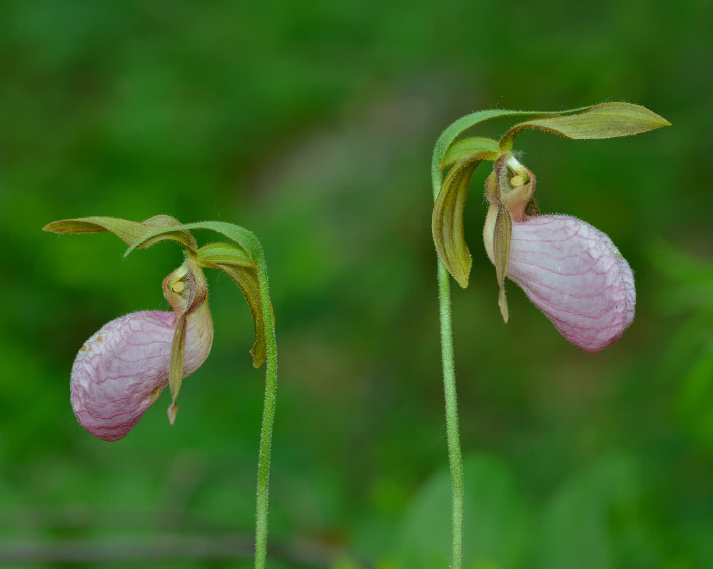 Башмачок бесстебельный (Cypripedium acaule) — крупный розовый цветок-туфелька с вертикальной щелью на передней стороне между двумя прикорневыми листьями
