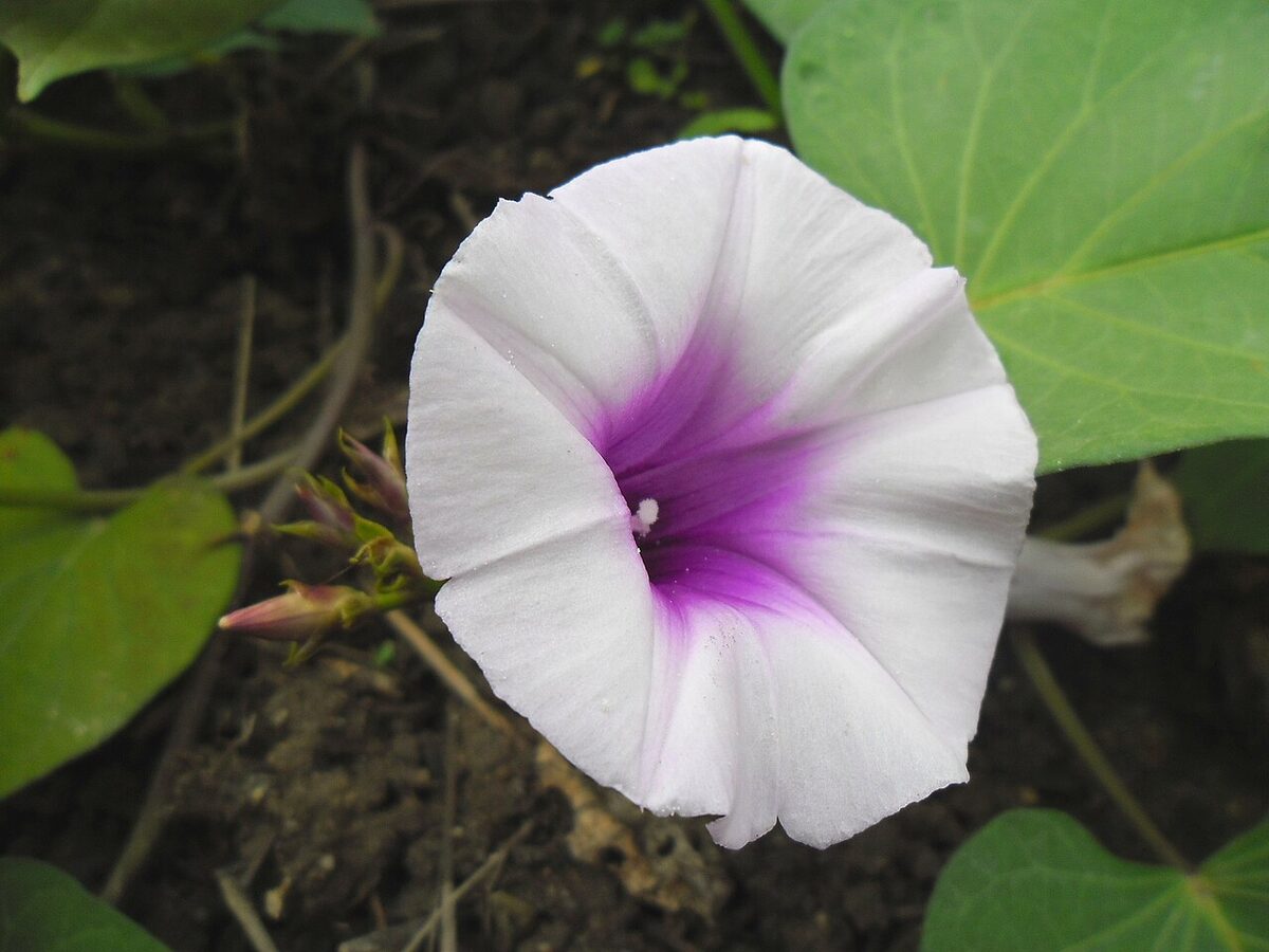 Батат (Ipomoea batatas) — внешний вид растения