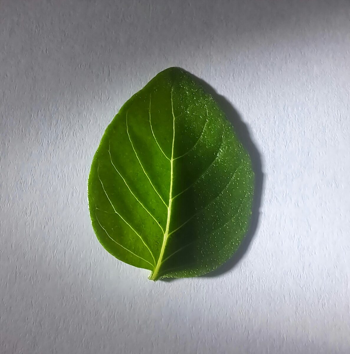 Базилик (Ocimum basilicum) — внешний вид растения