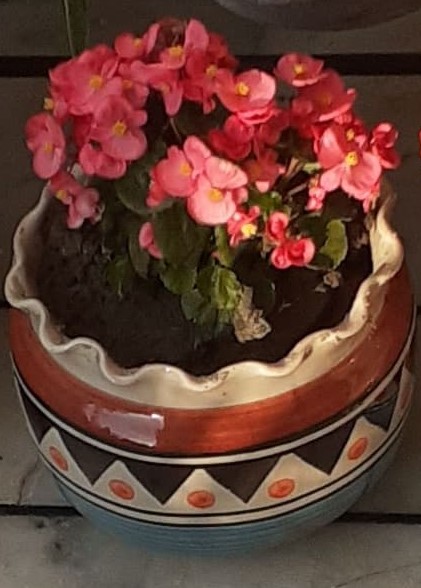 Бегония Элатиор (Begonia × hiemalis) — внешний вид растения