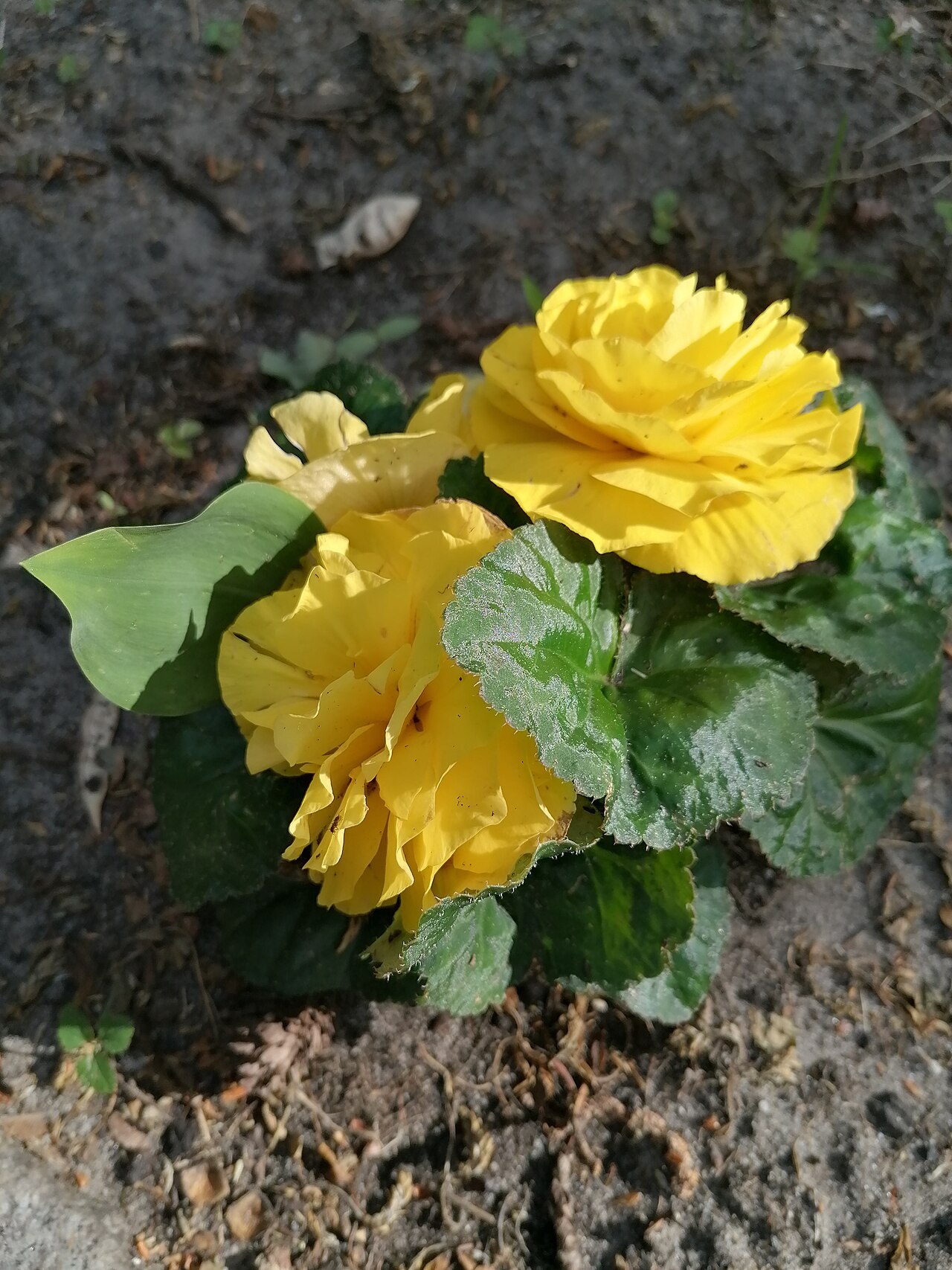 Бегония клубневая (Begonia × tuberhybrida) — внешний вид растения