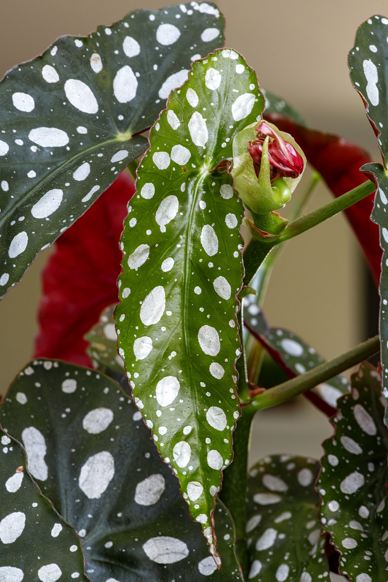 Бегония коралловая (Begonia corallina) — внешний вид растения