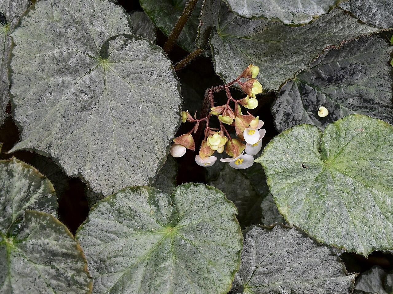 Бегония Рекс (Begonia rex) — внешний вид растения