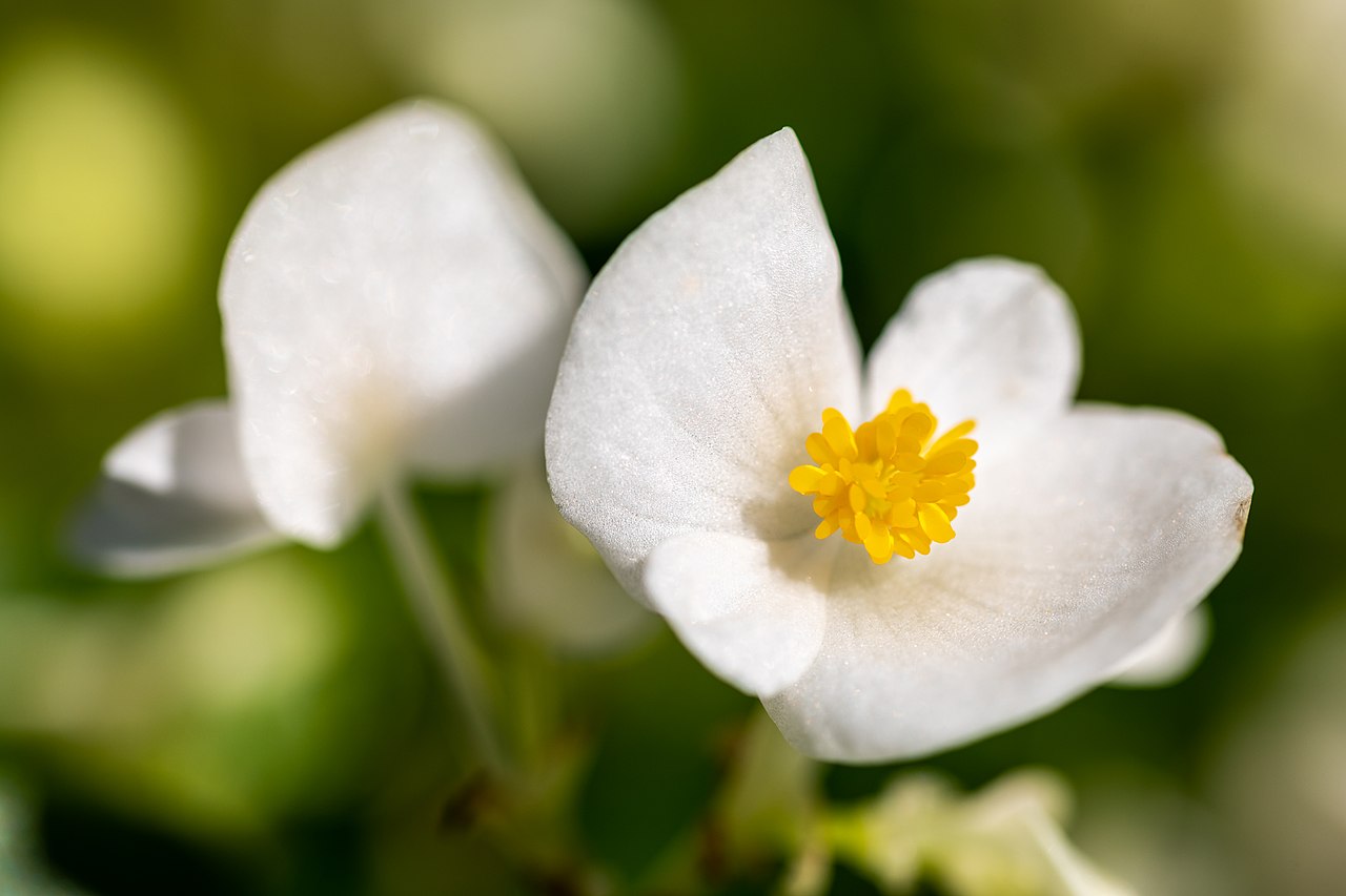 Бегония вечноцветущая (Begonia semperflorens) — внешний вид растения
