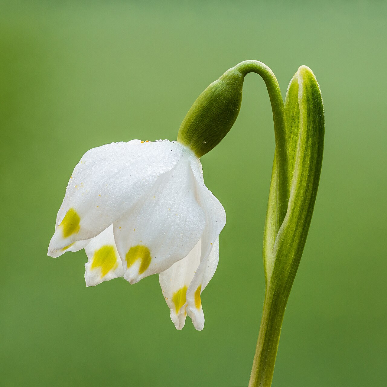 Белоцветник (Leucojum) — внешний вид растения