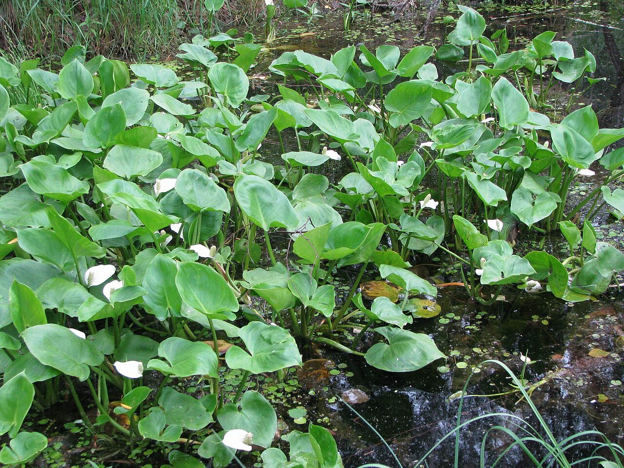 Белокрыльник (Calla palustris) — внешний вид растения