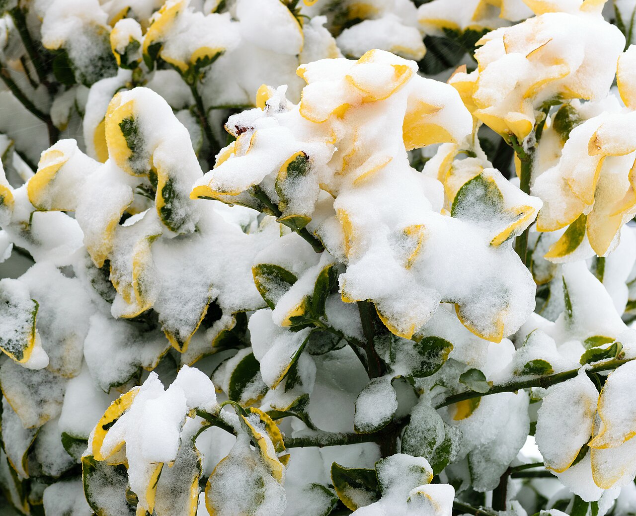Бересклет (Euonymus) — внешний вид растения