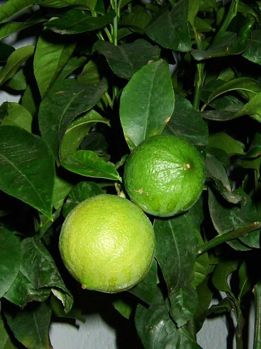 Бергамот (Citrus bergamia) — внешний вид растения
