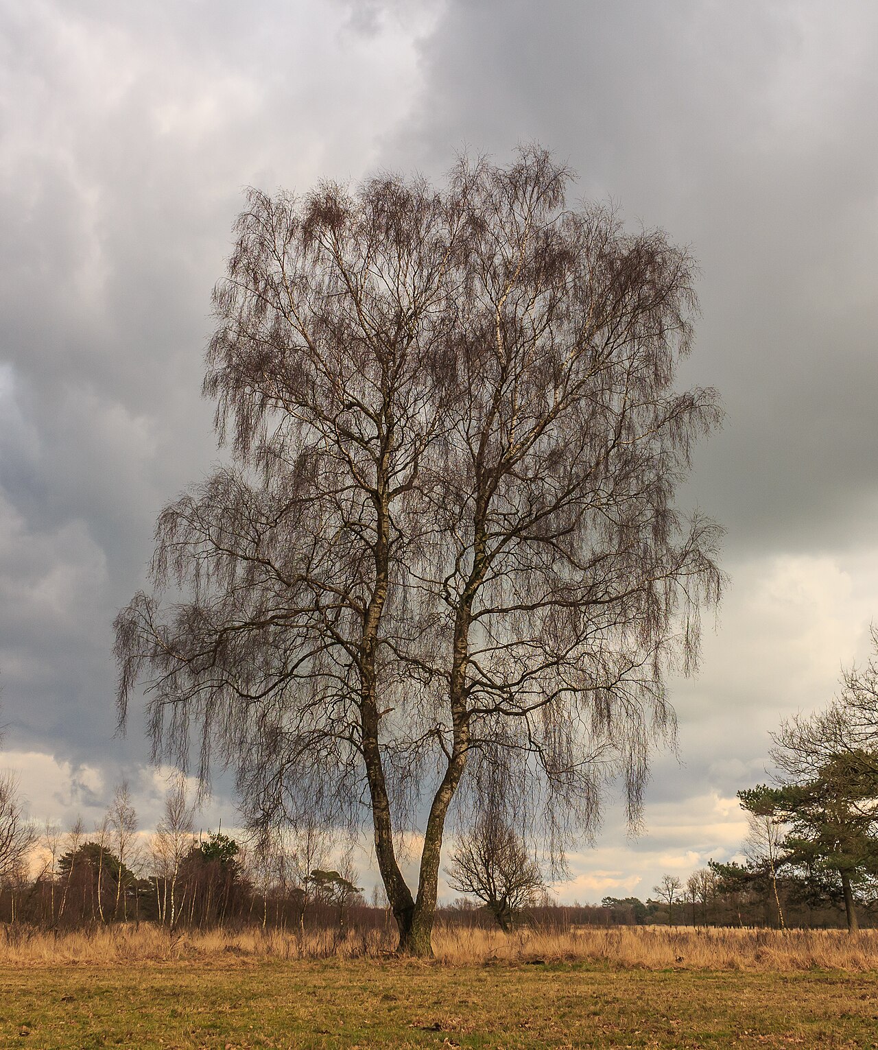 Берёза (Betula) — внешний вид растения