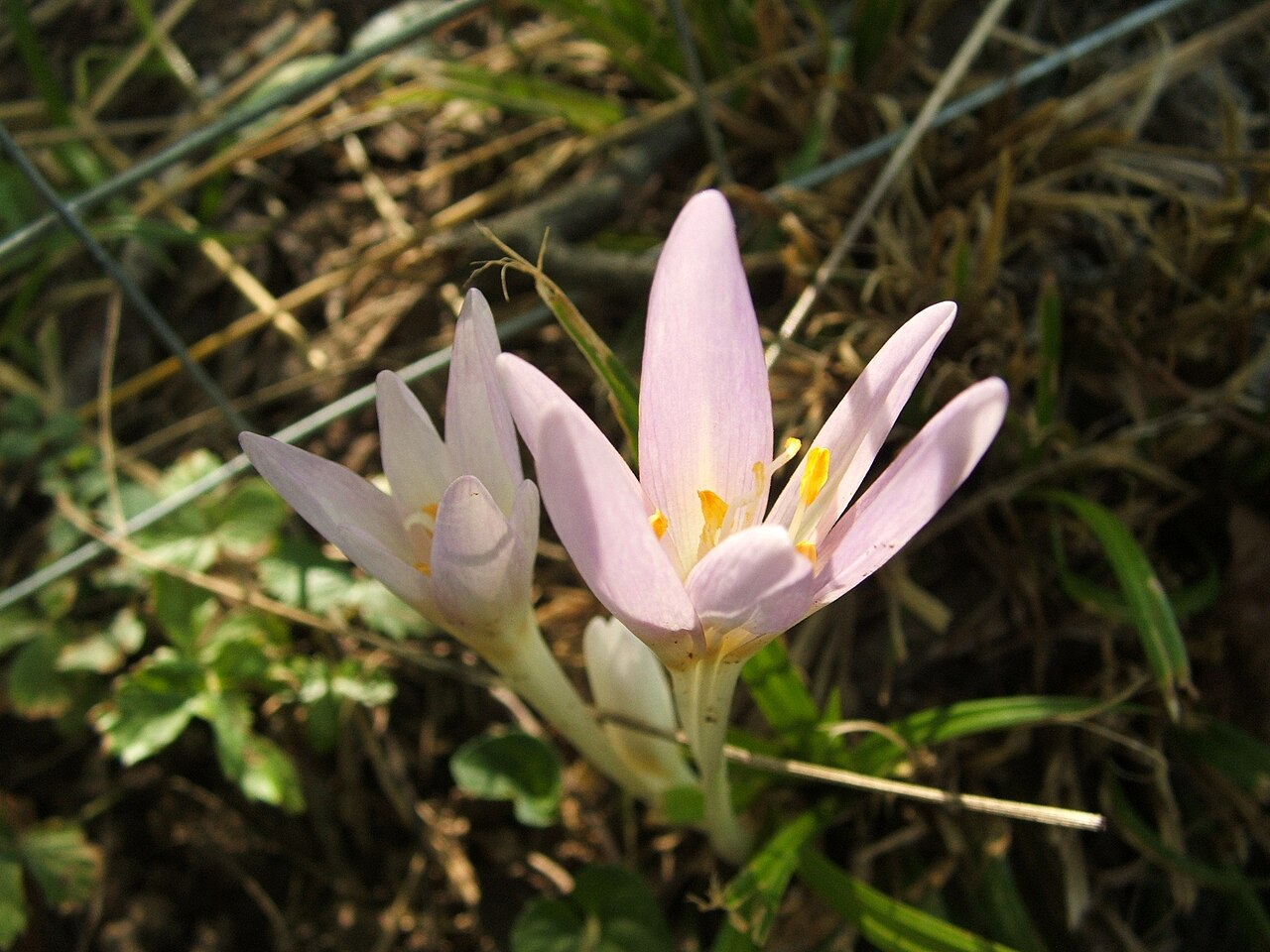 Безвременник (Colchicum autumnale) — внешний вид растения