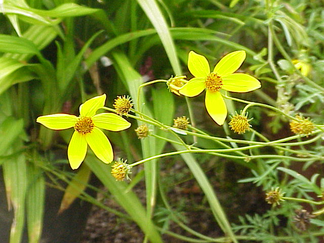 Биденс (Bidens ferulifolia) — внешний вид растения