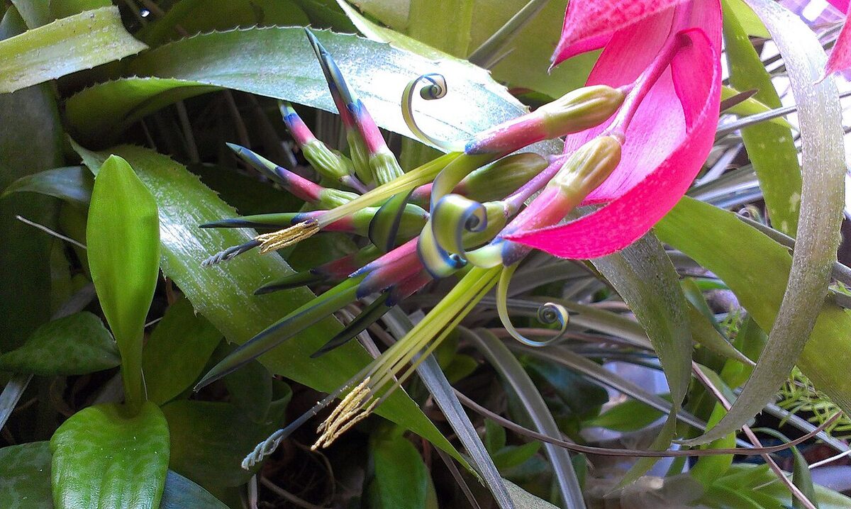 Бильбергия (Billbergia) — внешний вид растения