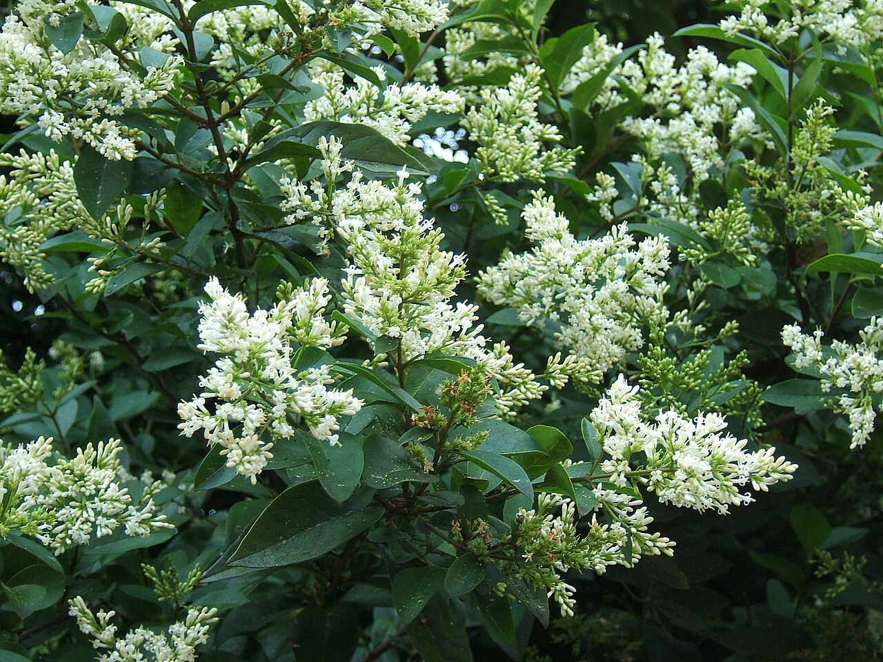 Бирючина (Ligustrum) — внешний вид растения