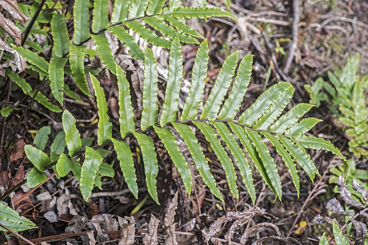 Блехнум (Blechnum) — внешний вид растения