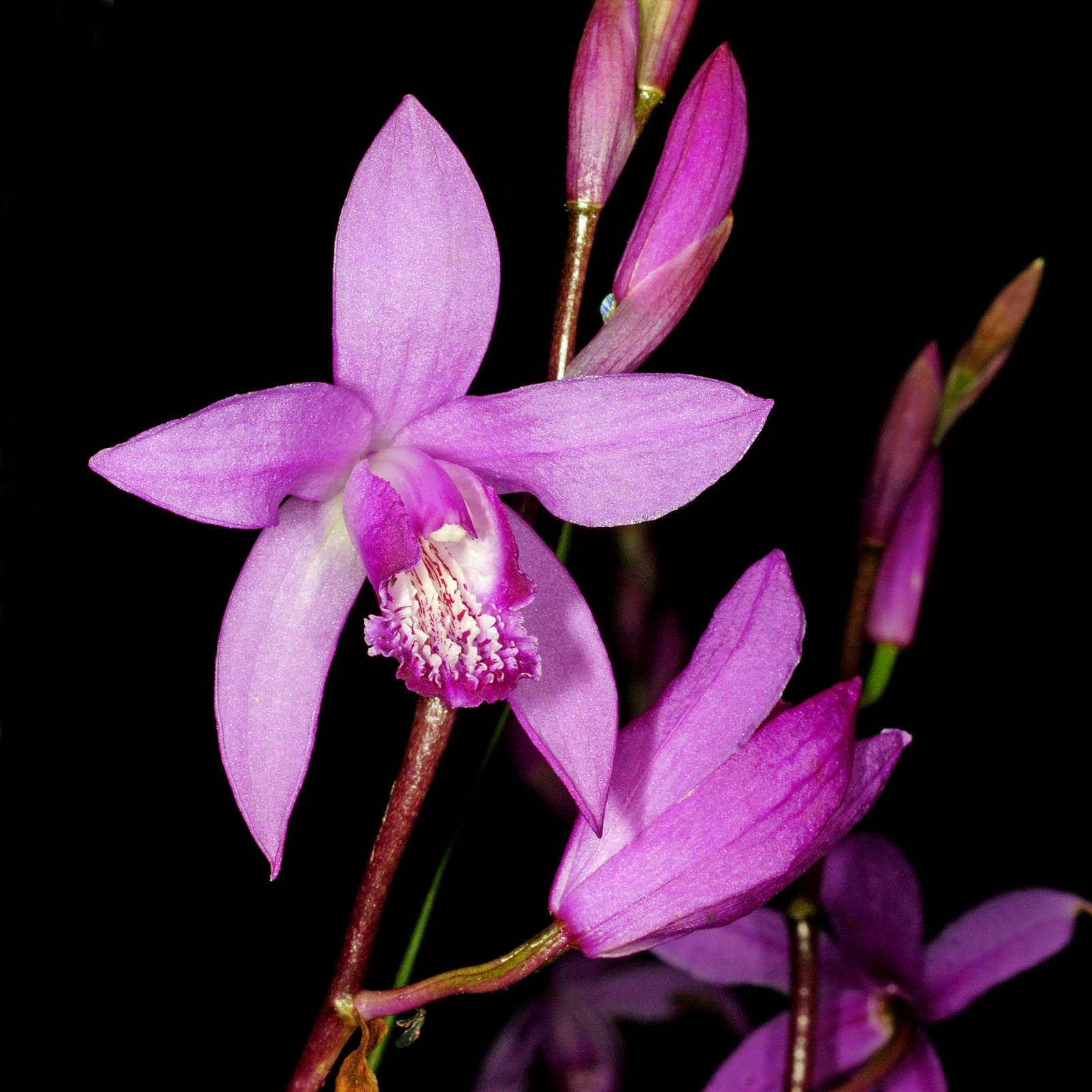 Блетилла полосатая (Bletilla striata) — морозостойкая садовая орхидея с пурпурно-розовыми цветками