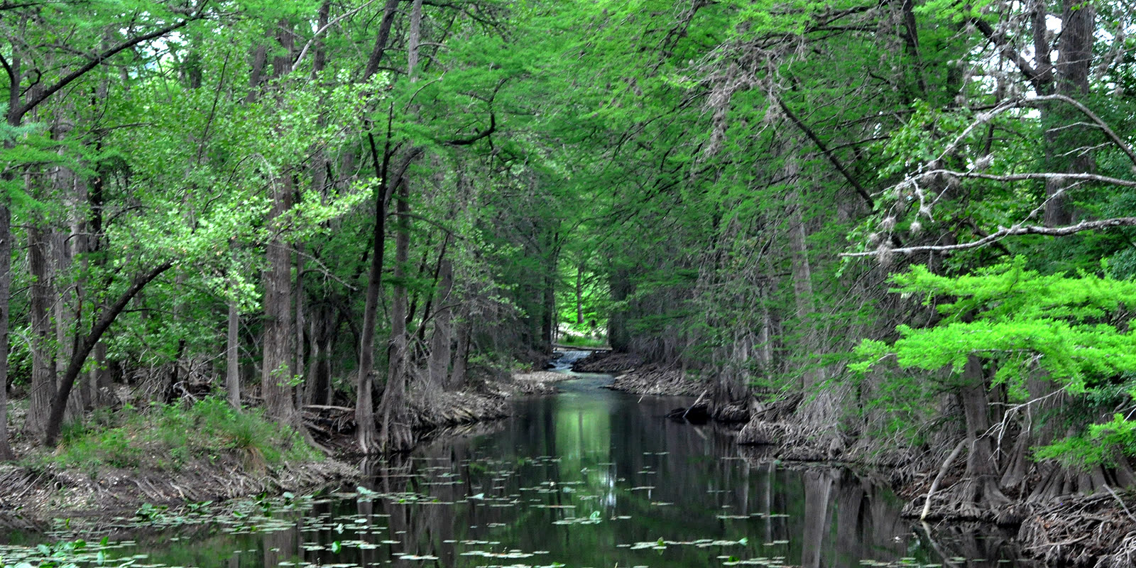 Болотный кипарис (Taxodium distichum) на берегу реки — общий вид дерева