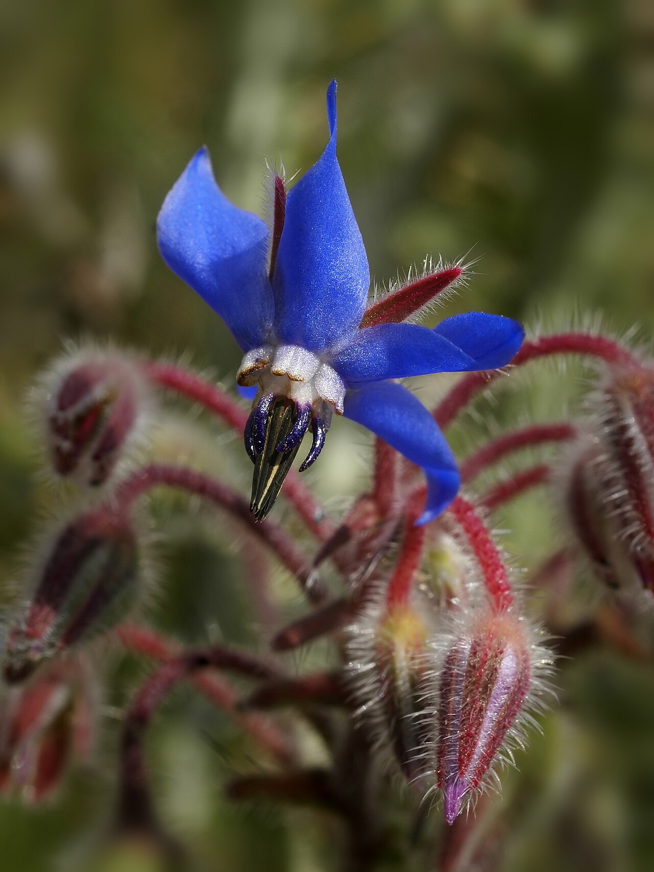 Бораго (Borago officinalis) — внешний вид растения
