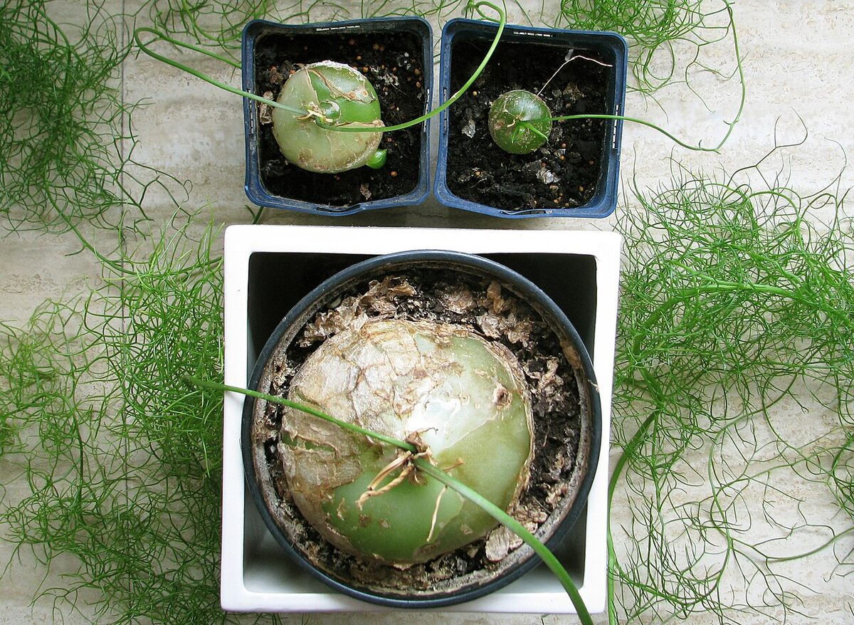 Бовиэя (Bowiea volubilis) — внешний вид растения