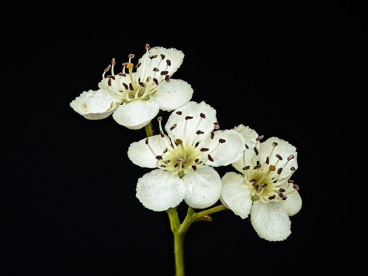 Боярышник (Crataegus) — внешний вид растения